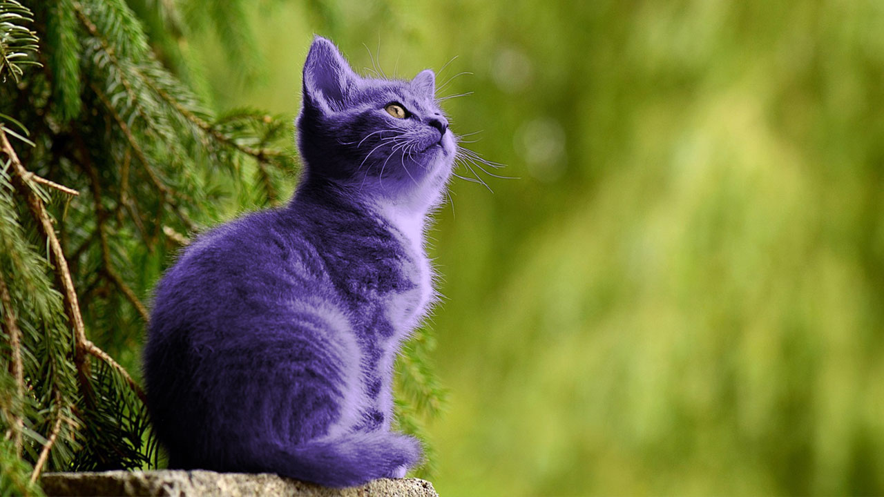 The OmniPurple Cat